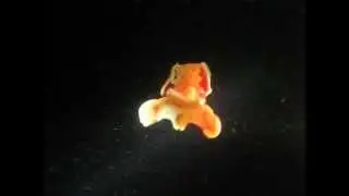 Испанский танцор
