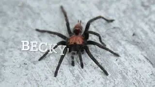 Guatemalan Tiger Rump Tarantula