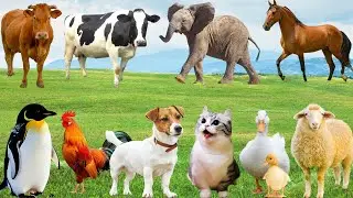 🌿 Thiên nhiên Chung Một Bản Nhạc – Muôn Loài Hòa Ca Lan Tỏa Khắp Đồng Quê | AnimalSounds 🐄🐓🐕 🐱