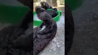 Otter tap compilation! #tap #asmr #asmotter #otter #ottersoftiktok #cuteanimals (credits in desc)