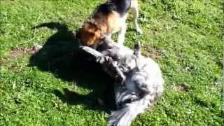 Fight!