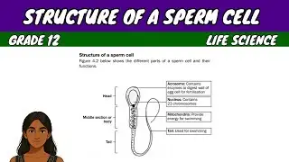Structure of a Sperm Cell | Grade 12 Life Science