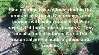Making a spectacle of nature- Pine needles have more vitamin C than oranges!