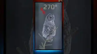 Why Owls Rotate Their Heads 270&deg; | Owl Eyes Secret Revealed! 🦉 #Shorts #thehavsat #owls #science