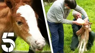 Will This Baby Horse Survive? | The Yorkshire Vet | Channel 5