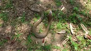 Terrifying !! Amazing Brave Girl and Boy Catch Big Cobra Snake By Hand Near My Village