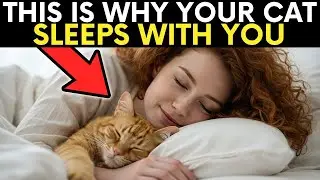 If Your Cat Sleeps With You, They&rsquo;re Trying to Tell You This!