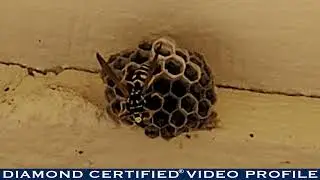 Presto Pest Control, Inc. Diamond Certified Video Profile