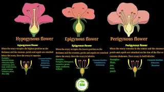Hypogynous, Epigynous, Perigynous flowers | Types of flowers | #botany #biology #neetbiology