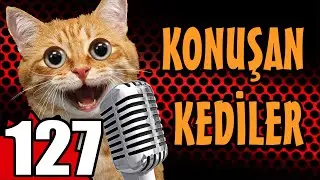 Konuşan Kediler 127 _ En Komik Kedi Videoları