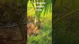 farmland sale in Trichy Vayalur Road