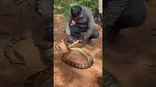 SNAKE RESCUE