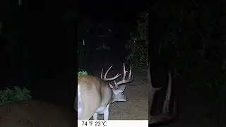 Trail Camera Big Whitetail Buck #27