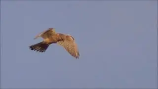 Common Kestrel hovering.
