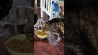 Cat Digs His Face Into Bowl While Eating Food