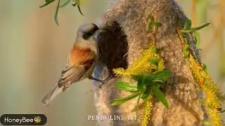 Cute bird's collection part -1