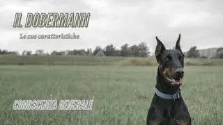 Доберман - Совет тем, кто хочет его купить