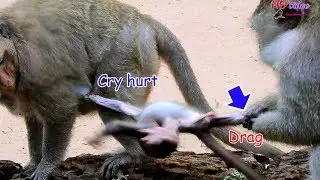 Million pity! Poor Daniela cry hurt nearly break body by drag | Dolly force drag Daniela cry loudly