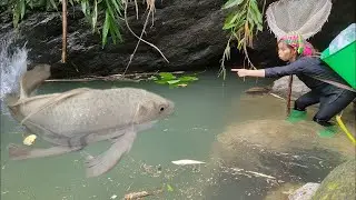 Meet many species of giant fish in the puddle. creates traps from natural tools.Caught a lot of fish