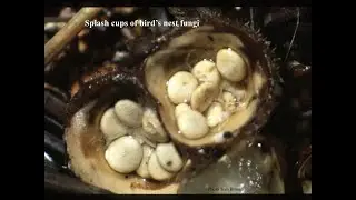 Fungal Communities Module 2: Spore production and dispersal