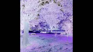 In the park