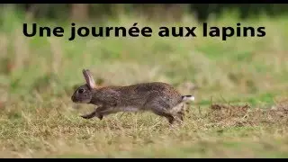 Chasse aux lapins - GoPro HD - CHASSE 51