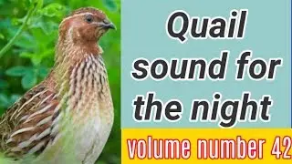 quail sound at night volium 42