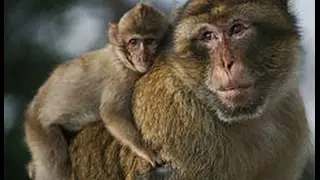 Les exil&eacute;s de Jemaa El Fna ( Wild Morocco - Monkeys and Snakes) / Bande Annonce 52' HD