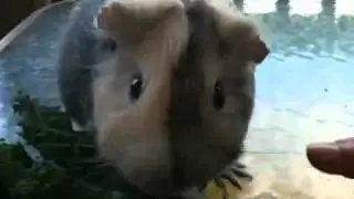 Guinea pig eating kale.