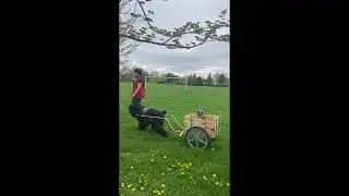 Black Russian Terrier giving a cart ride to Brussels Griffon  MidnightSolo BRT