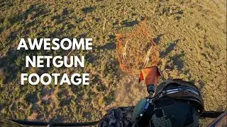 Using a Netgun from a Helicopter! - Mega Springbuck