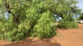 Healthy Peppercorn Tree in Flinders Ranges, South Australia, May 2021