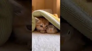 The Kitten and the Bird Who Never Sleep Apart Unlikely Friends Forever #cute #animals #friends