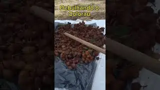 Voc&ecirc; sabia que &eacute; assim que tira a semente do colorau?#rural #plantas #ch&aacute;cara #vidanaro&ccedil;a #ro&ccedil;a