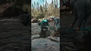 Atlantic salmon fishing ! #fishing #troutfishing #flyfisherman #flyfishing #sport #salmon