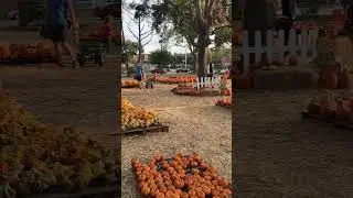 2024 Halloween Events in Houston 2