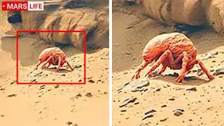 Марсоход NASA сделал самое четкое изображение ЖИЗНИ на Марсе за всю историю!