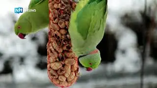 Vogeltelling: welke tuinvogel laat zich het vaakst zien?