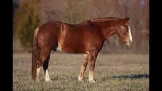 2018 Draft Cross Gelding: Turtle