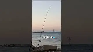 #surfcasting #pesca #shimano #pescaria #portugal #shorts #fishing #pescacorvina  #videopesca