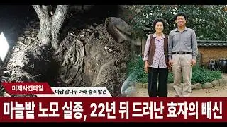 1992년 의성 75세 노모 실종, 치매 배회 추정 22년 뒤 마당 감나무 아래서 유골 발견