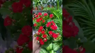 Bunga hias Calandiva cocor bebek #garden #tanamahias #calandiva #cocorbebek