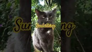 загорающие коты #кошки #соседскиекоты #посещениекошачьегосервиса #мило