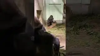 #telugushorts #comedyvideo #funnytalks #monkeys #viralvideo