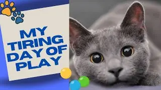 The Epic Battle of Tired Cat vs. Play Day