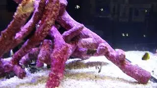 Captive Bred Conspicillatus & Singapore Angelfish at MACNA 2017