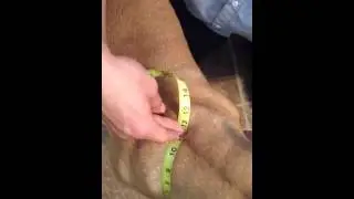 Measuring for weightpull harness