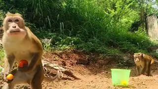 Monkey eating tomato - wild monkey zone,wild animal feeding video .