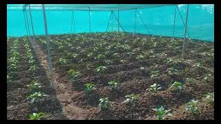 Capsicum Farming in Shade Net ,Good Profit in low investment .