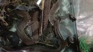 Nhửng điều cần Biết khi nu&ocirc;i rắn ri c&aacute; ri voi LH  0834 348 495 giao h&agrave;ng to&agrave;n quốc 15/1/026